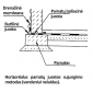 Foundation insulation membrane Fortex PAM 0.25 m x 50 m